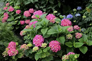 Hydrangeaceae Family Stampe: Flowering hydrangea, pink, Hydrangea macrophylla