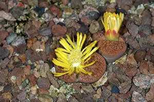 Yellow Blooms In Nature Stampe: Flowering Lithops hookeri