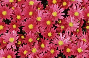 Chrysanthemum Flowers Stampe: Flowers