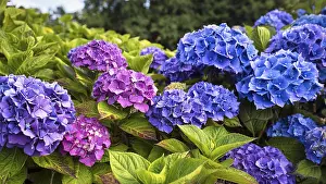 Hydrangeaceae Plant Species Stampe: Flowers of a bigleaf hydrangea (Hydrangea macrophylla)