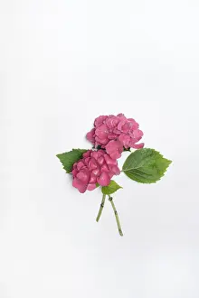 Hydrangeaceae Family Plants Stampe: Flowers of a Bigleaf Hydrangea (Hydrangea macrophylla)