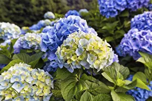 Mophead Hydrangea Details Stampe: Flowers of a bigleaf hydrangea (Hydrangea macrophylla)