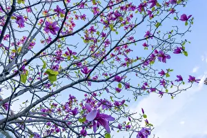 Springtime Nature Stampe: The flowers in the trees begin by spring