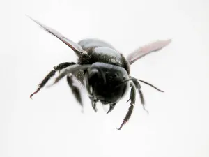 Pterygote Insect Portraits Stampe: Fly