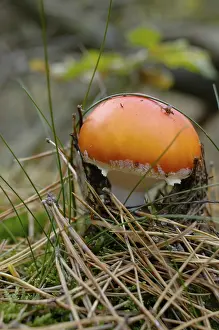 Coniferous Forest Mushrooms Stampe: Fly agaric
