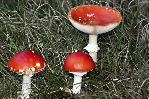 Nature Botany Images Stampe: Fly agaric