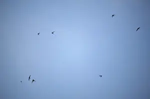 Birds Flying High Stampe: Flying in the sky