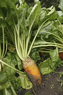 Red Beet Root Stampe: Fodder beet or beetroot (Beta vulgaris subsp)