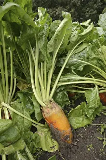 German Plants Stampe: Fodder beet or beetroot (Beta vulgaris subsp)