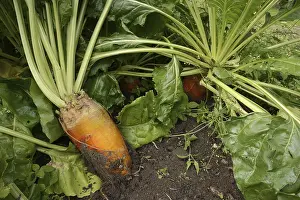 German Agricultural Crops Stampe: Fodder beet or beetroot (Beta vulgaris subsp)