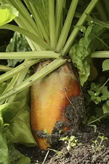 German Agricultural Crops Stampe: Fodder beet or beetroot (Beta vulgaris subsp)
