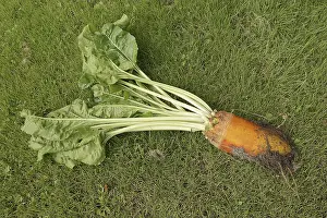 Agricultural Crops Germany Stampe: Fodder beet or beetroot (Beta vulgaris subsp)