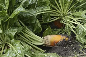 Caryophyllales Order Stampe: Fodder beet or beetroot (Beta vulgaris subsp)