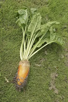 North Rhine Westphalia Plants Stampe: Fodder beet or beetroot (Beta vulgaris subsp)