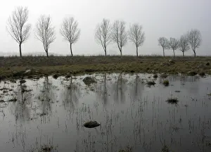 Northern Germany Weather Stampe: In the fog