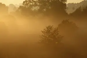 Misty German Countryside Stampe: Fog over the meadows against the light
