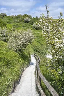 English Channel Coastline Stampe: Footpath along the chalk cliffs of Dover
