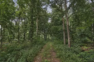 Central European Forest Landscapes Stampe: Footpath through a deciduous forest