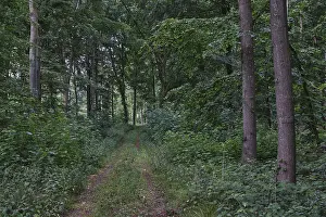 Deciduous Forest Landscape Photo Stampe: Footpath through a deciduous forest