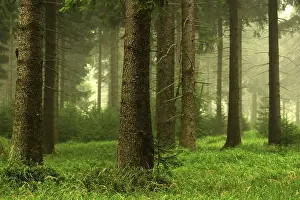 Mixed Forest Scenery Stampe: Forest