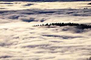 Cloudy Mountain Landscape Stampe: Forest above the cloud level, view from the Feldberg