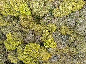 British Countryside From A Drone Stampe: Top Down over Forest from a drone