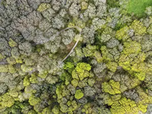 Drone Photography Devon England Stampe: Top Down over Forest from a drone