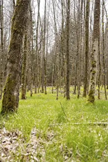 Baden Wurttemberg Landscapes Stampe: Forest with grass on Easter path