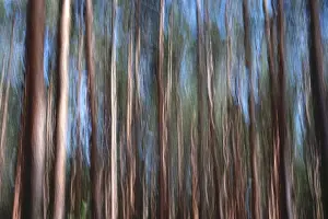 Blurred Forest Scenery Stampe: Forest, impression, alienation