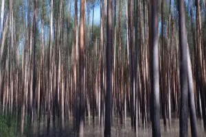 Long Exposure Nature Shots Stampe: Forest, impression, alienation