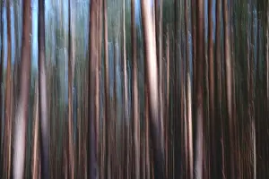 Long Exposure Nature Shots Stampe: Forest, impression, alienation
