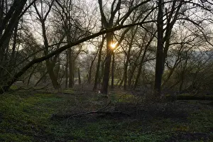 Southern Germany Forest Scenery Stampe: Forest landscape at sunset, diffuse light through bare branches
