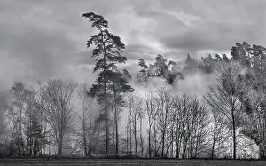 Misty Wooded Atmosphere Stampe: Forest in the mist