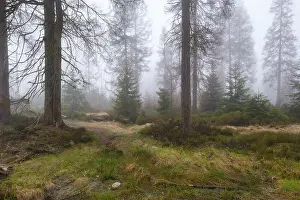 Nature Conservation Area Europe Stampe: Forest at the Oderteich in the Nebel