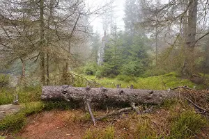 Protected Area In Europe Stampe: Forest at the Oderteich in the Nebel