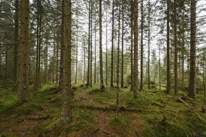 Protected Area Germany Stampe: Forest at the Oderteich, Nebel