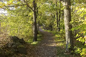 Deserted Forest Track Germany Stampe: Forest path in the evening light