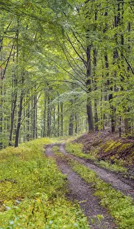 Deserted Forest Track Stampe: Forest path in the forest, Thuringia, Germany