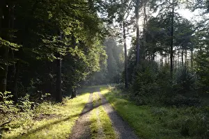 Wooded Landscape Photo Stampe: Forest path, sun, forest, path