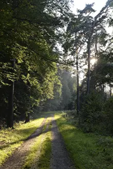 Forest Trail Photography Stampe: Forest path, sun, forest, path