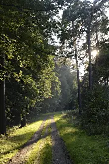 Uninhabited Forest Road Stampe: Forest path, sun, forest, path
