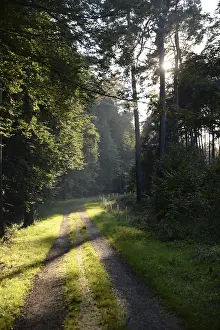 Wooded Landscape Photo Stampe: Forest path, sun, forest, path