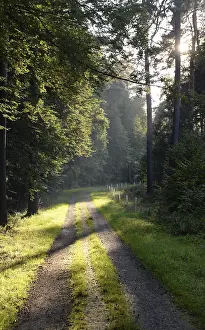 Wooded Landscape Photo Stampe: Forest path, sun, forest, path