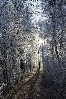 Desolate Winter Landscape Stampe: Forest path in winter
