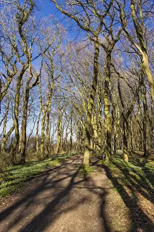 Spring Forest Landscape Stampe: A forest in spring