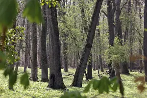 Natural Environment Photography Stampe: Forest in spring
