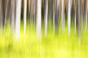 Tree Trunk Details Stampe: Forest in spring, modified