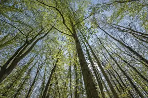 Spring Forest Landscape Stampe: Forest in springtime