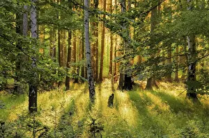 Natural Preserve Scenery Stampe: Forest with sunrays, forest and sunrays 01