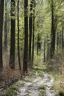 Beech Forest Scenery Stampe: Forest trail, forest path, spring forest